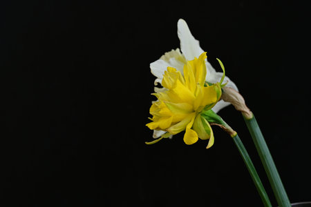 Yellow daffodil on a black background with copy space.の写真素材
