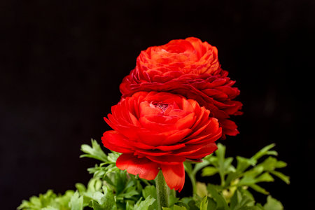 Beautiful red ranunculus flowers isolated on black background, close upの写真素材