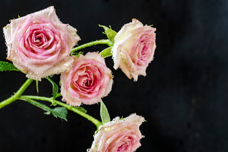 Bouquet of pink roses with water drops on a black backgroundの写真素材