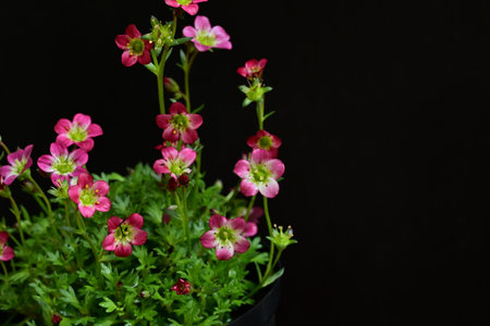 Beautiful pink flowers on a black background. Shallow depth of field.の写真素材