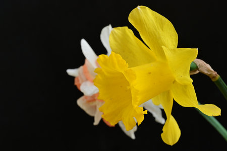 Daffodil on a black background, close-up.の写真素材