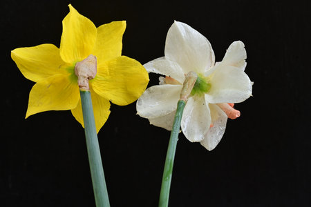 two yellow and white daffodils on a black background with water dropsの写真素材