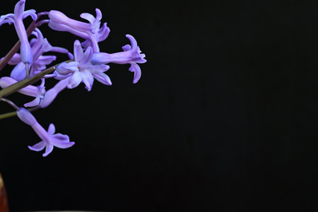 Purple hyacinth flower isolated on black background with copy spaceの写真素材
