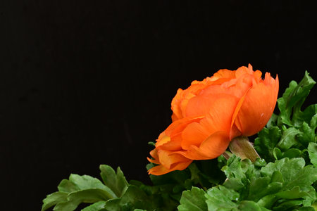 Orange ranunculus on black background with copy space for your textの写真素材