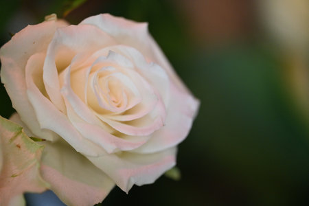 White rose in the garden. Soft focus. Shallow depth of field.の写真素材