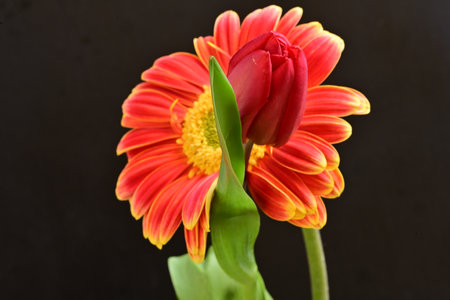 Red and yellow flowers isolated on a black background.