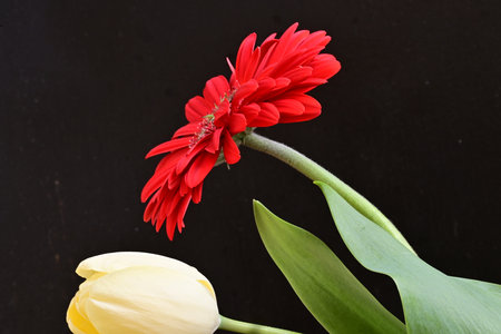 red gerbera and yellow tulips on black background close upの写真素材