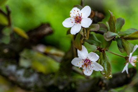 Flowering branch of cherry tree in spring. Shallow depth of fieldの写真素材