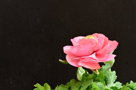pink rose isolated on black background with copy space for your text