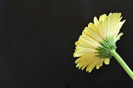 Yellow gerbera flower isolated on black background with copy space.の写真素材
