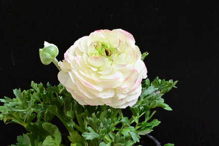 White ranunculus on a black background, closeup of photo