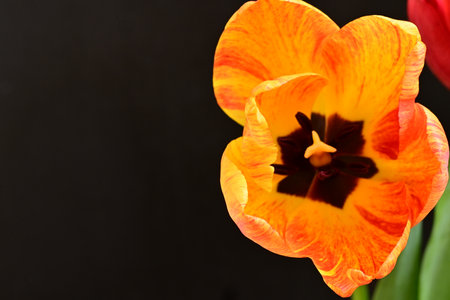 Beautiful tulip flowers on black background, close up. Space for textの写真素材