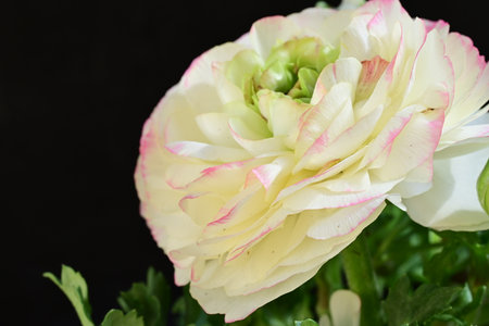 Ranunculus, persian buttercup, persian buttercup
