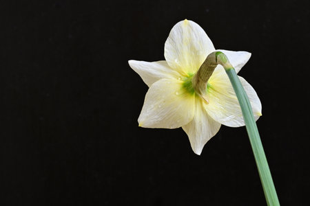 Daffodil flower on black background with copy space for textの写真素材