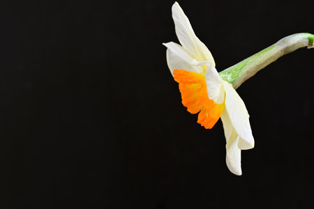 Daffodil on a black background with space for your textの写真素材