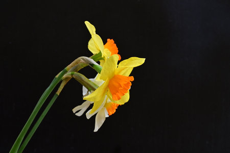 Yellow daffodil on a black background. Spring flowers.の写真素材