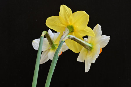 Narcissus, Narcissus pseudonarcissusの写真素材