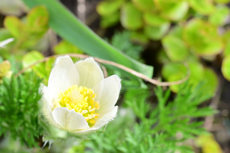 Pulsatilla patens (Pulsatilla patens)