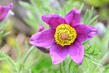 Pulsatilla patens (Pulsatilla patens)の写真素材