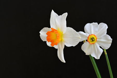Narcissus flowers isolated on black background, close-upの写真素材