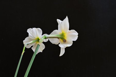 Daffodils on black background. Narcissus is a genus of flowering plants in the daffodil family.の写真素材
