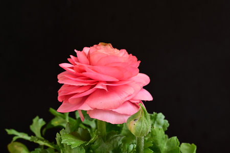 Pink ranunculus flower isolated on black background with copy space.