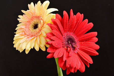 flowers isolated on a black background. studio shot.の写真素材