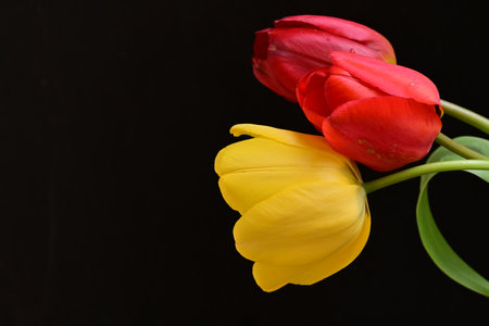 Bouquet of red and yellow tulips on a black backgroundの写真素材