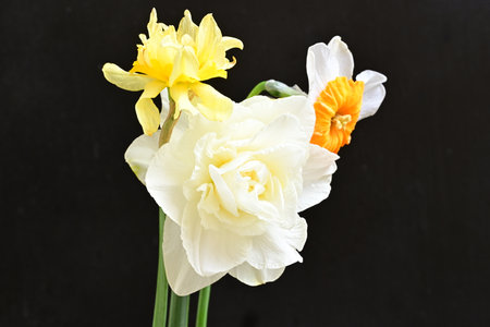 Yellow and white daffodils on a black background with copy spaceの写真素材