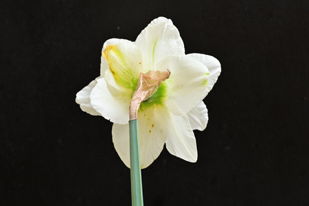 White daffodil on a black background with space for textの写真素材