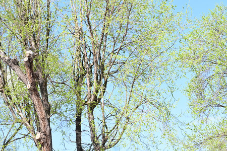 spring birch forest on a background of blue sky, nature series