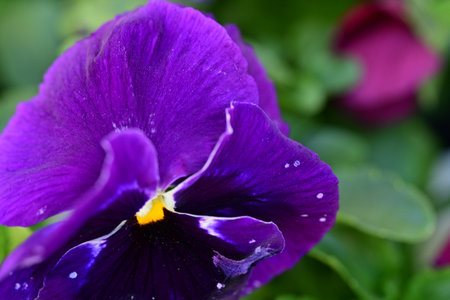 Purple pansy flower with water drops on petals close upの写真素材