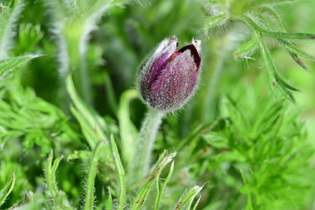Pulsatilla patens (Pulsatilla patens)