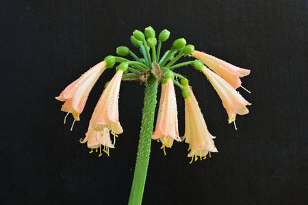 Close-up of a flower on a black background with water drops