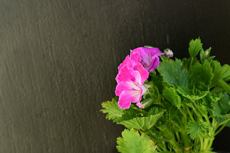 Geranium Pelargonium Flowers in a pot on a black background