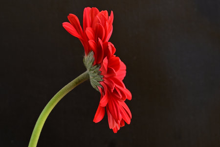 Red gerbera flower isolated on black background. Close up.の写真素材