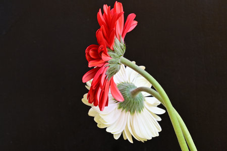 Red and white gerbera daisy flower isolated on black backgroundの写真素材