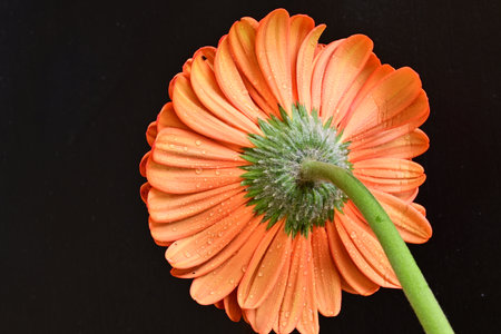 Orange gerbera flower isolated on black background with water dropletsの写真素材