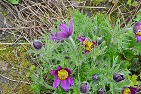 Pulsatilla patens (Pulsatilla patens)