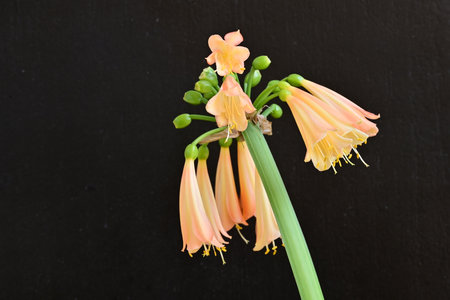 Orange flowers on black background. (Hippeastrum johnsonii)