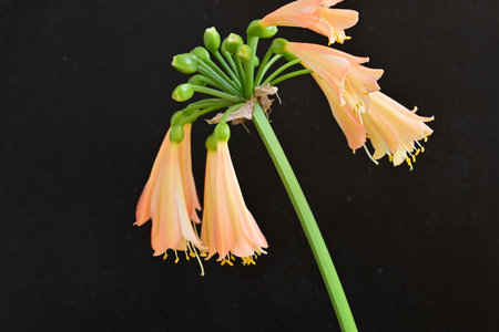Hippeastrum flower, Hippeastrum xanthostemon