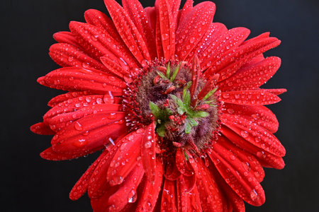Red gerbera flower with water drops on a black background.