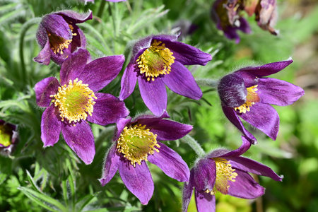 Pulsatilla patens (Pulsatilla patens)の写真素材