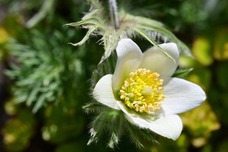 Pulsatilla patens (Pulsatilla patens)