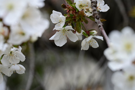 cherry blossom in spring, white flowers on a tree branch
