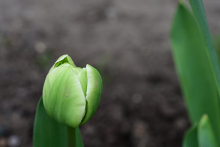 Green tulip bud in the spring garden. Close-up.の写真素材