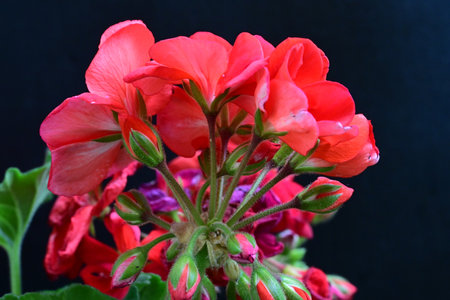Geranium Pelargonium Flowers, close-up on black backgroundの写真素材