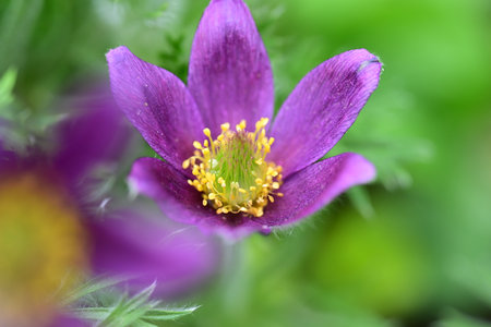 Pulsatilla patens (Pulsatilla patens)