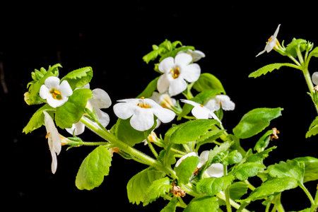 Small white flowers on a black background close-up macro photography.
