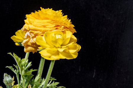 Yellow Ranunculus (persian buttercup) on black backgroundの写真素材